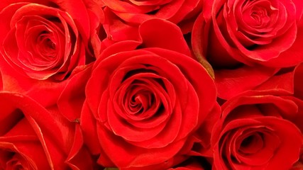 Red roses full blossom in close up