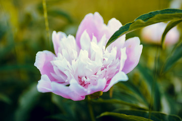 Fototapeta premium blooming pink flower