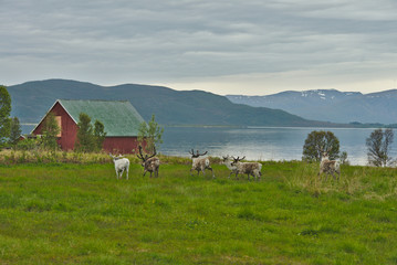 Wild reindeer in norwegian nature during summer time