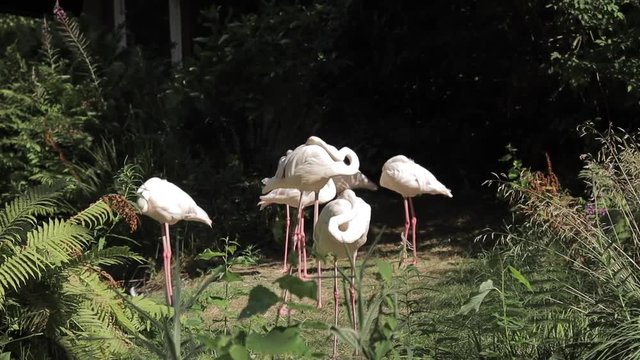 Flamingos - standing and relaxing