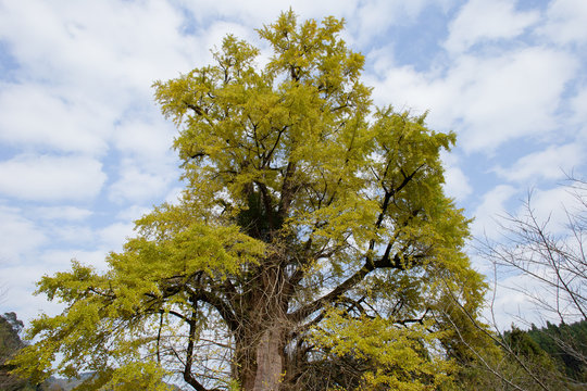 紅葉　大イチョウ16