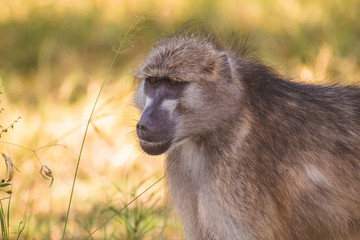 Lazy Baboon in the Grass