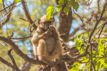 Juvenile Baboon Eating
