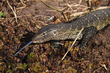 Monitor Lizard on the Riverbank
