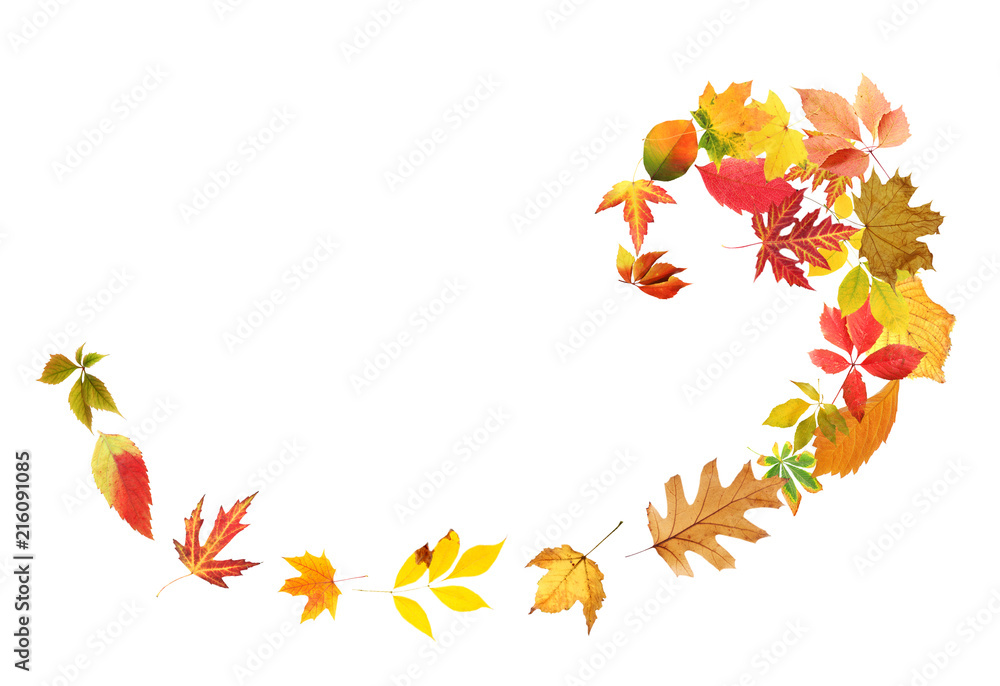 Wall mural swirl of beautiful autumn leaves on white background