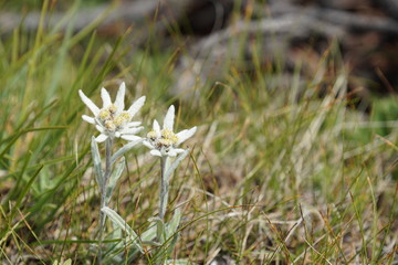 Edelweiss - Leontopodium