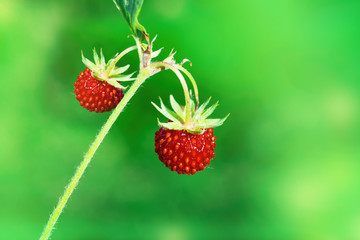 Wild wild strawberry with ripe red berries green leaves, the concept of healthy natural food

