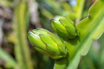 ripe dragon fruit 