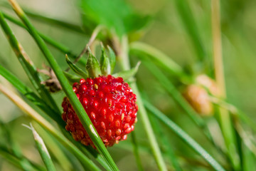 Wild wild strawberry with ripe red berries green leaves, the concept of healthy natural food

