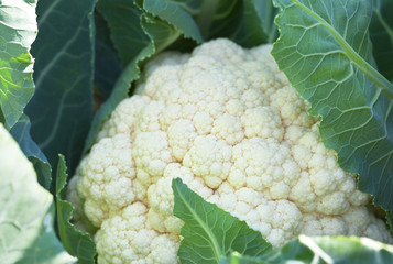 Fresh ripened cauliflower in the garden on a sunny summer day. Organic raw food