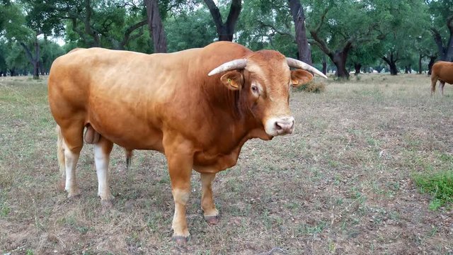 Cow grass field animal