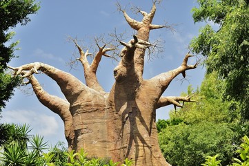 old baobab tree
