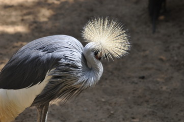 crane in the zoo