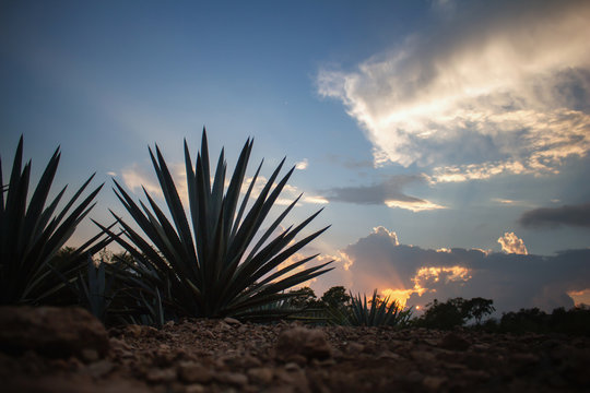 Agave in M&eacute;xico