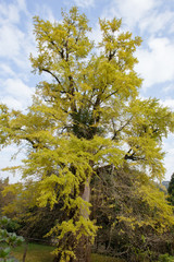 Obraz premium 紅葉 大イチョウ23