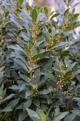 close up of laurus nobilis lauraceae plant