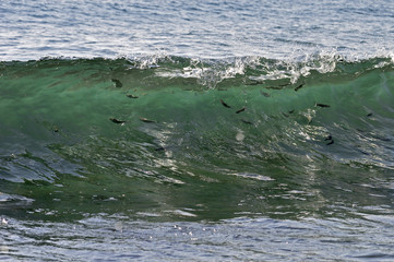 Obraz premium fish in sea waves