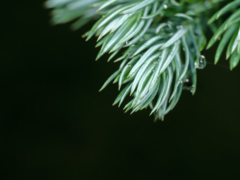 Macro Photo of Juniperus squamata or Himalayan juniper Isolated on Background