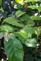 coffea arabica rubiaceae plant with green leaves