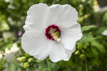 Rose of Sharon 'Red Heart' white flower with bumblebee.