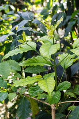 coffea arabica rubiaceae plant with green leaves