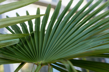 decorative leaf from trachycarpus fortunei plant, china