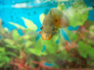 Bright Oscar Fish