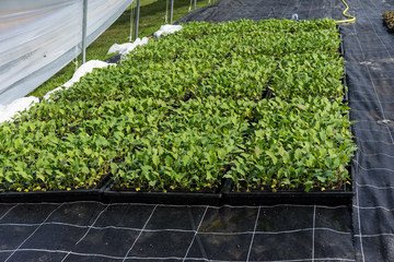 Field with spring and summer flowers in greenhouse