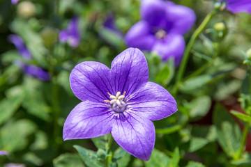 Violet flower of platycodon grandiflorus