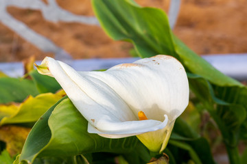 Single white calla flower