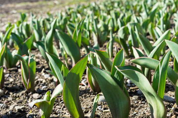 Obraz premium Flower Plant seedling in earth cultivation