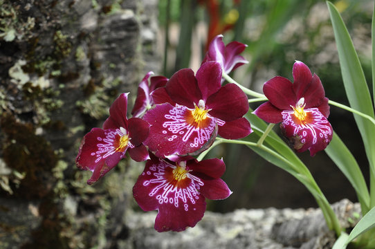 Orchid flower in the Park