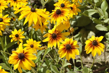 Fototapeta premium yellow flowers in the Park