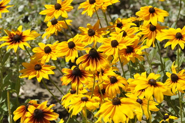 yellow flowers in the Park