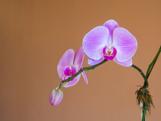 Fototapeta na wymiar Pink orchid flowering branch with bud in front of terracotta background close up