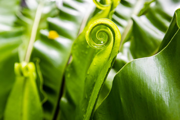 Bird’s nest fern, spiral on green leaves