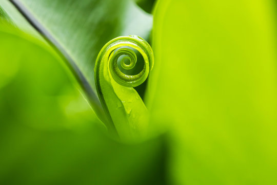 Fototapeta Bird’s nest fern, spiral on green leaves