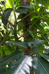leaves of aglaomoprha coronans from himalaya