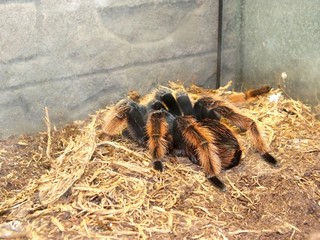 Spider tarantula in macro