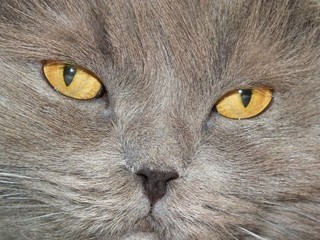 british cat lop-eared