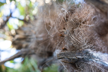 palm tree trunk of trachycarpus fortunei from china