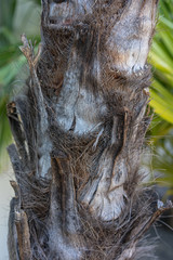 palm tree trunk of trachycarpus fortunei from china