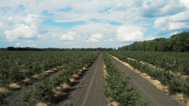 A view of the seedlings of trees from the air, flying over tree seedlings, a garden center, a young apple garden on the field, Rows of tree saplings in the Young apple garden, 4k, aerial