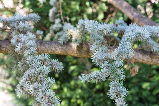 pine leaf of cedrus atlantica tree from atlas mountain