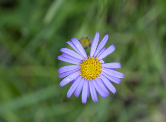 Obraz premium Alpen-Aster - Aster alpinus