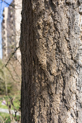 tree trunk of ginkgo biloba ginkgoaceae from china