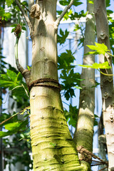 Fototapeta premium Tree trunk of Papaya tree, carica papaya caricaceae or mellon tree from mexico, low angle view