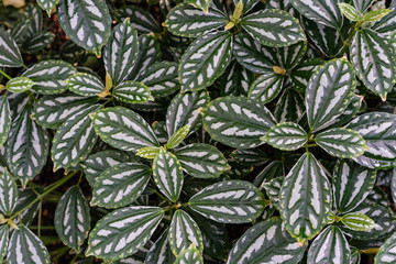 tropical leaf texture background, dark green and white full frame