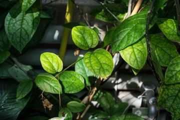 tropical leaves of clerodendrum speciosissimum verbenaceae
