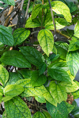 tropical leaves of clerodendrum speciosissimum verbenaceae